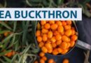 Health-benefits-of-sea-buckthorn