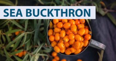 Health-benefits-of-sea-buckthorn
